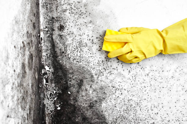 Best Emergency Mold Remediation in Oxford, OH
