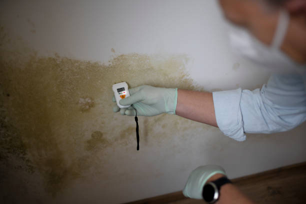 Best Commercial Mold Remediation in Oxford, OH
